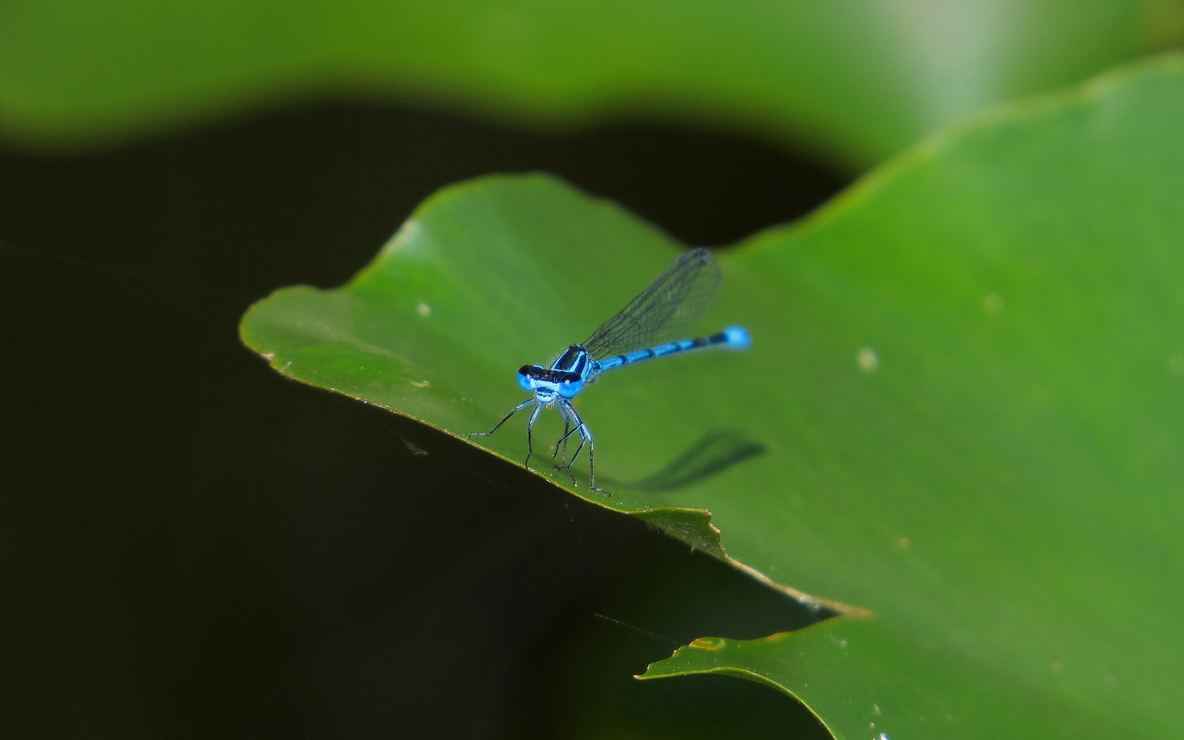 Accoppiamento tra pennipes